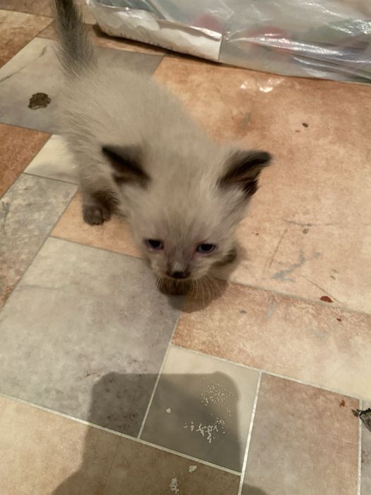 продается кошка маленькая