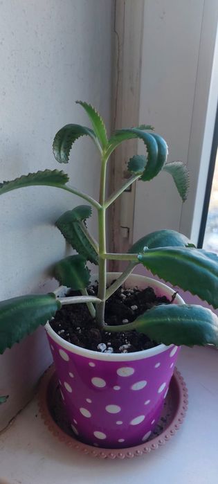 Продам лечебный каланхоэ