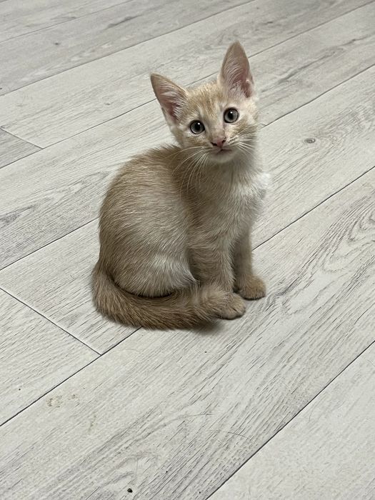 СРОЧНО! Котята в добрые руки