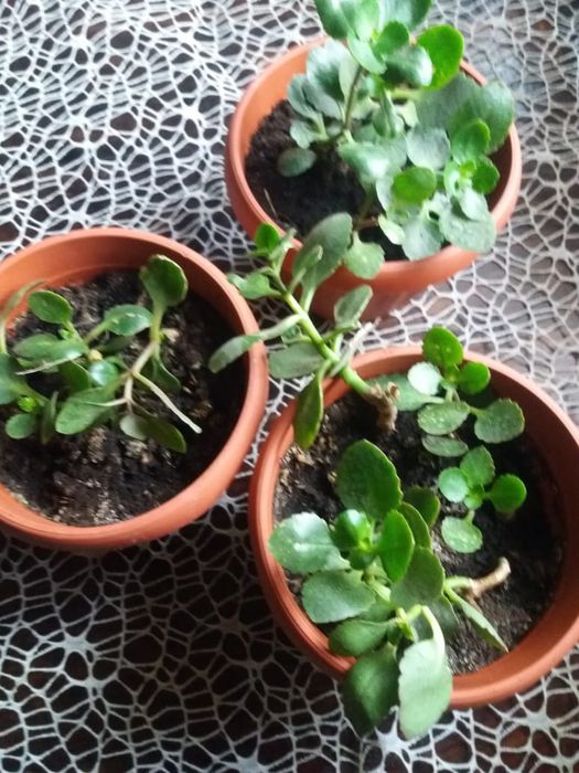 Каланхоэ - комнатное растение