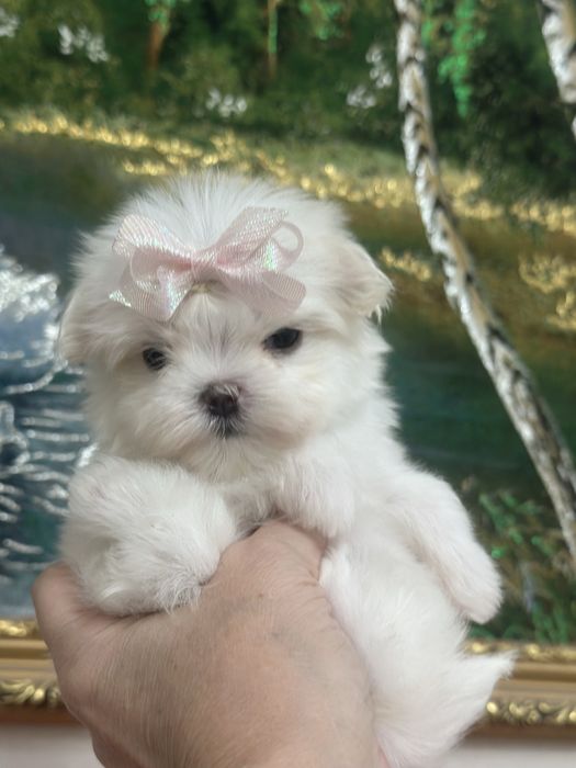 Супер девочка мальтезе беби фейс