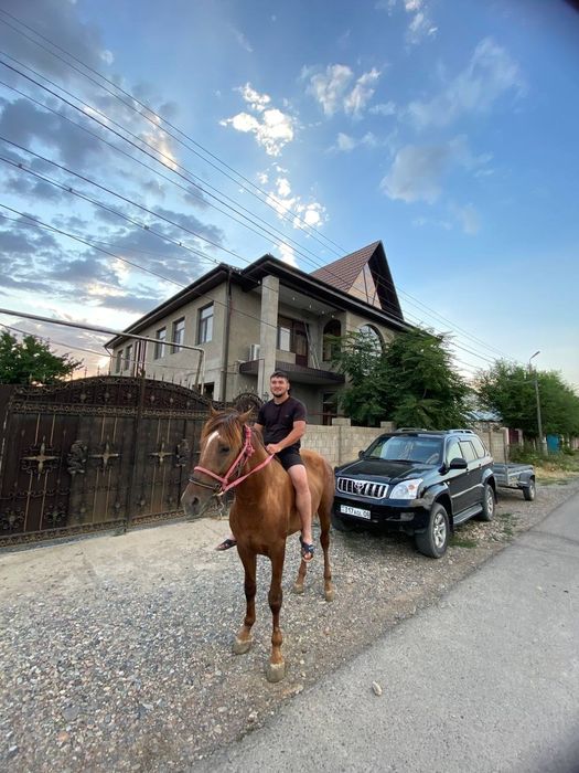 Жылқы 4жасар линясы жақсы бағасы келісімді