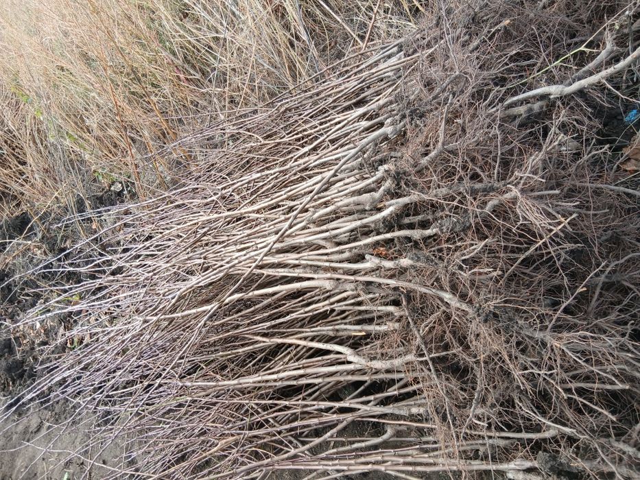 Pomi fructiferi direct pe rod