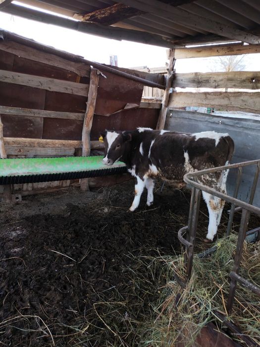 Продам быков 5 штук