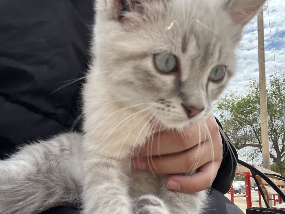 котёнок город жанаозен