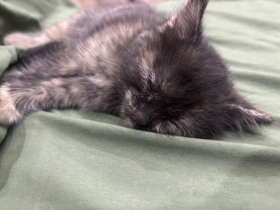 котенок 1 месяц, девочка