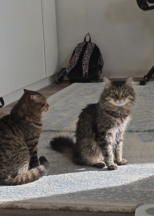 В хорошие руки котиков братьев