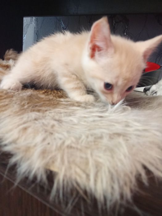 Отдам бесплатно котят