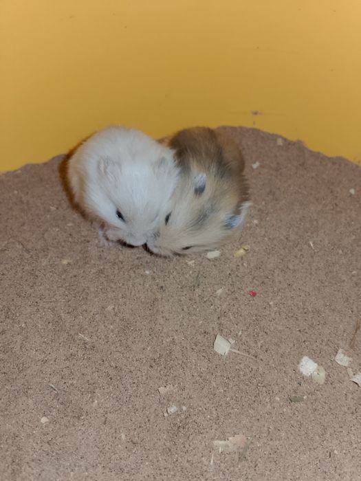 Джунгарский хомяк