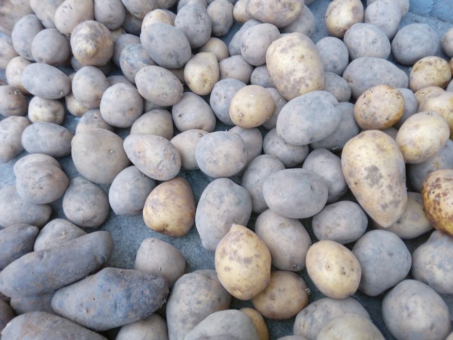 Продаётся картофель