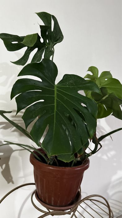 Монстера деликатесная