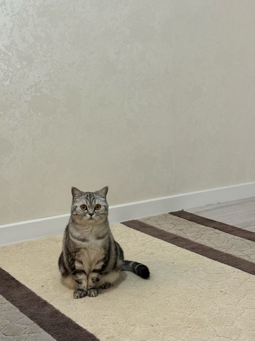 Британка кошечка