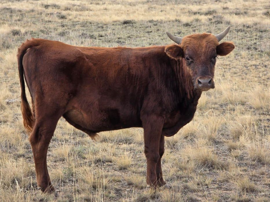 Продам телят, бычков и коров стельных.