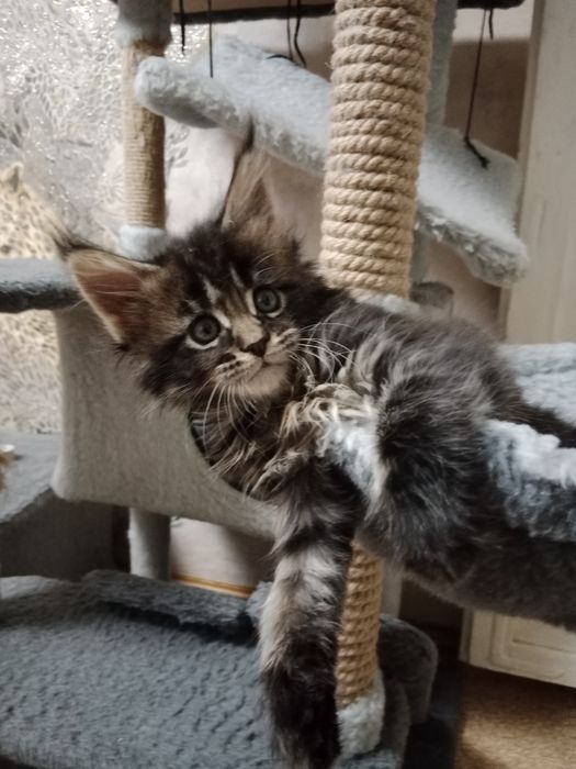 Девочка Мейн-кун