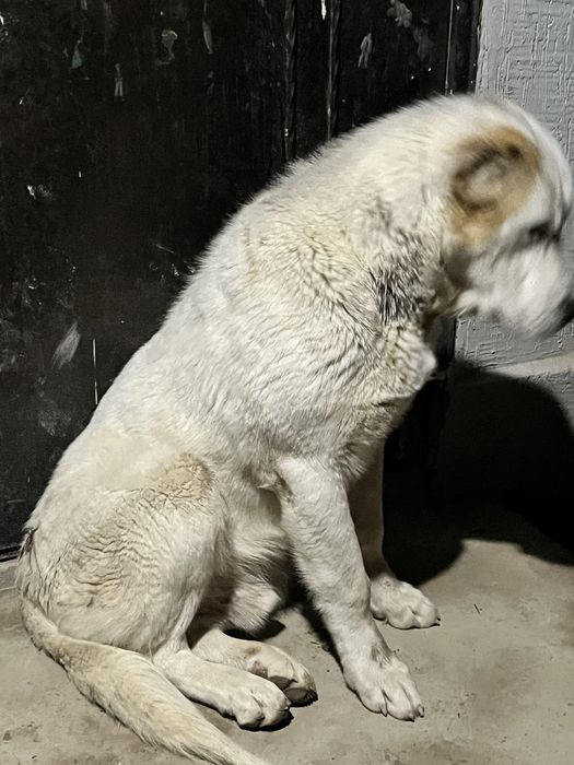 Ит Сатылады Саудасы Бар.