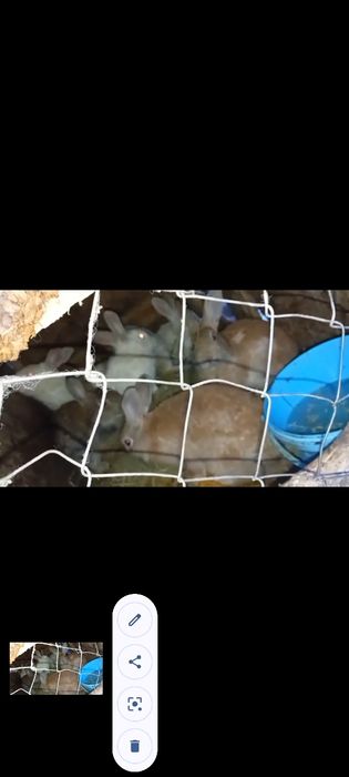 Vând  epurii Judetul Vaslui Sat Mitoc Preț 60 lei bucata