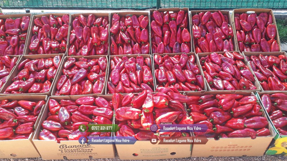 Rasaduri legume : Rasad rosii / tomate ardei castraveti vinete salata
