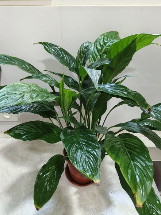 Продаются комнатные растения