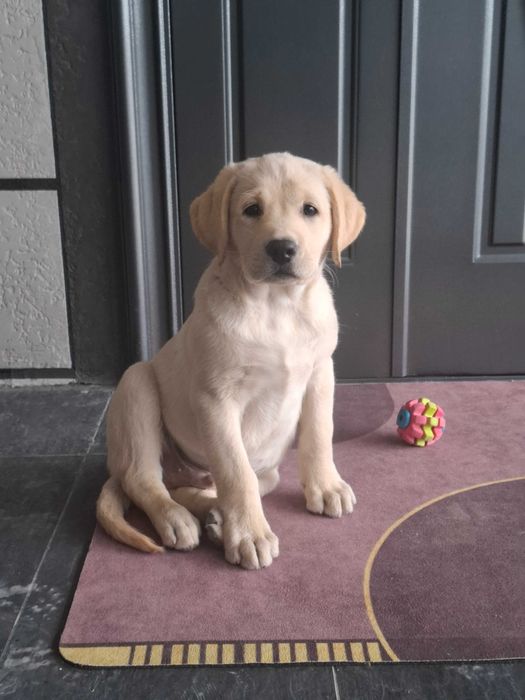 Щенок лабрадор ретривер