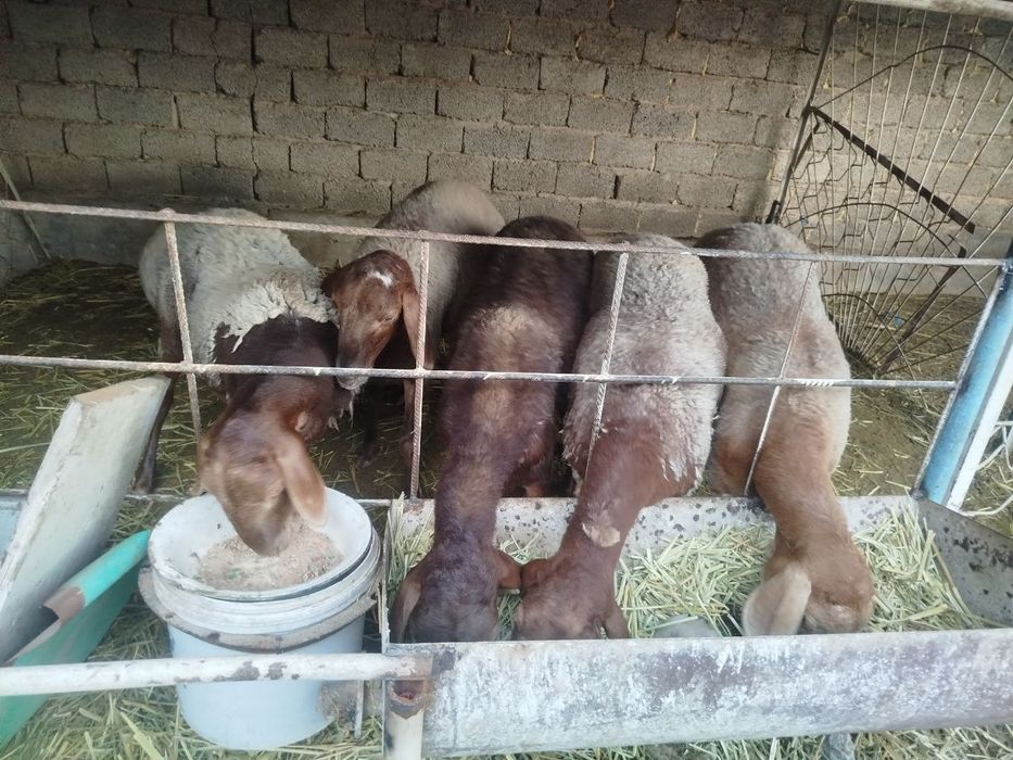 Qirg'iz solu qo'yla 3 ta