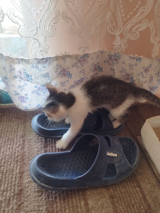 Отдам котят в добрые руки