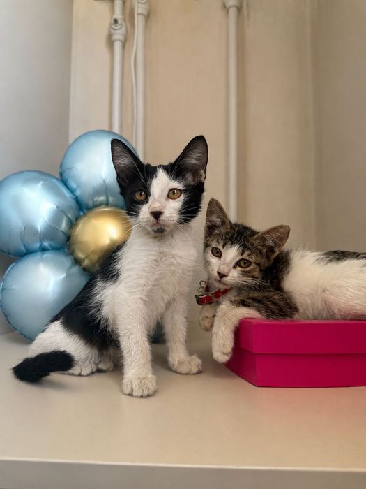Отдам котенка в хорошие руки