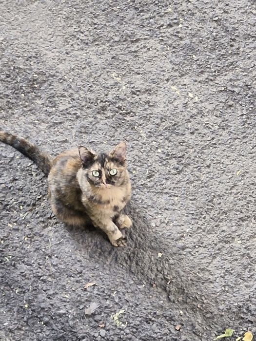 котят бесплатно в добрые руски