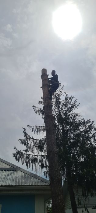 Спил деревьев обрезка плодовых деревьев