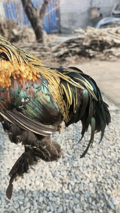 Sotiladi kami bor. Sogʻlom olganimdan beri hali kasal boʻlgani yoʻq