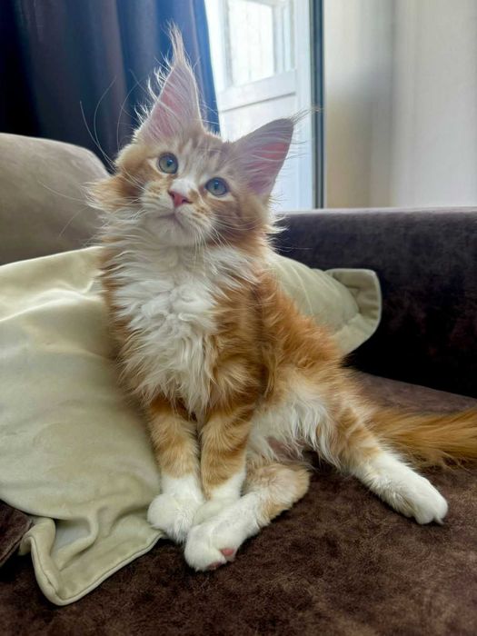 Котята породы Мейн-кун