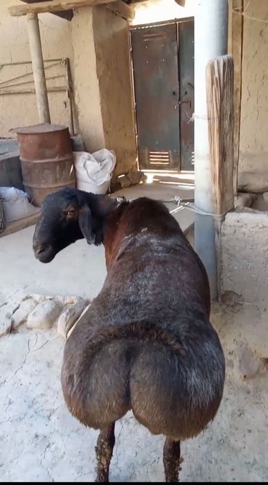 Aqiqa va Ehsonga tirik qo’ylar‼️