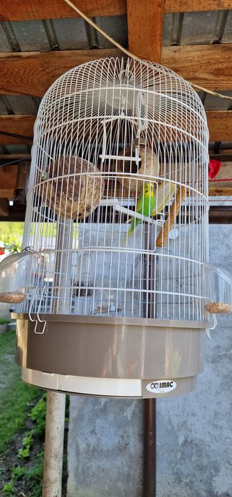 Papagal (peruș) + colivie complet echipată – gata de mutat