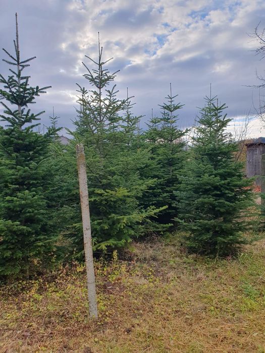 !!Oferta speciala!! Brazi naturali in București. Livrare inclusă!