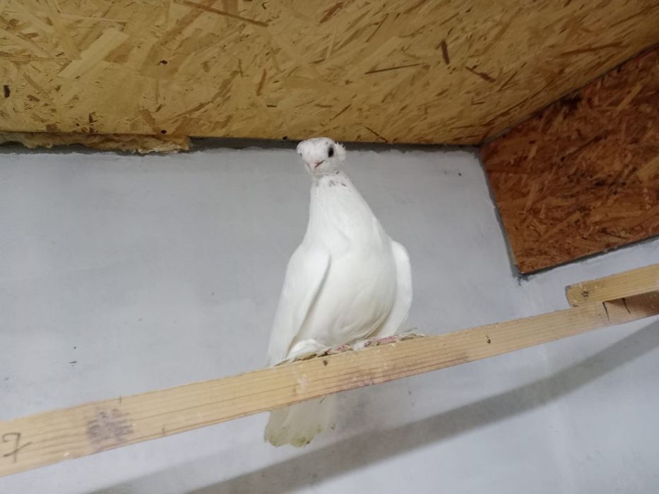 Продам    голубей