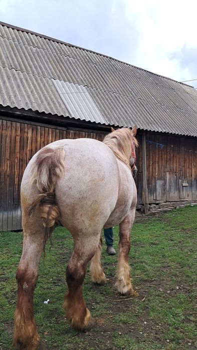 Iapă de vânzare de 5 ani