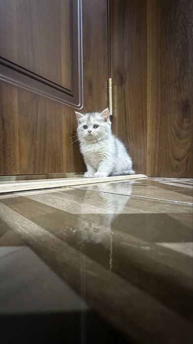 шотландская кошка скоттиш фолд и страйт