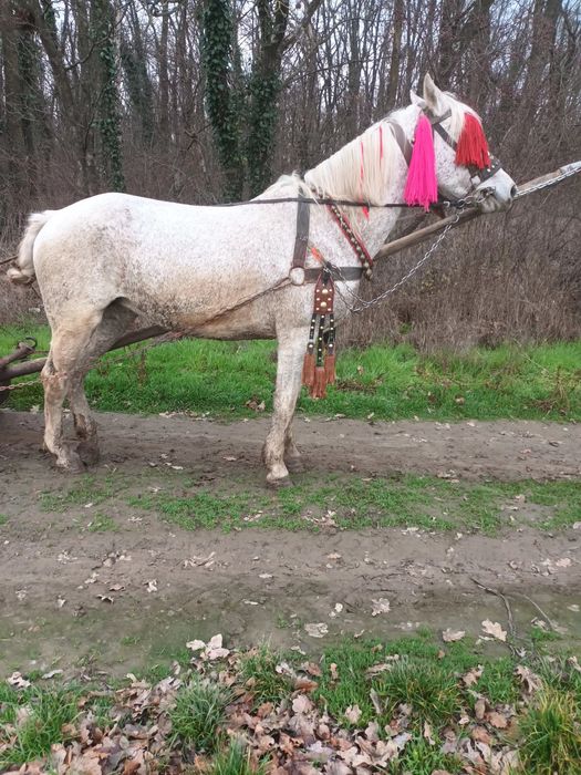 Vând iapa cu tot cu faiton