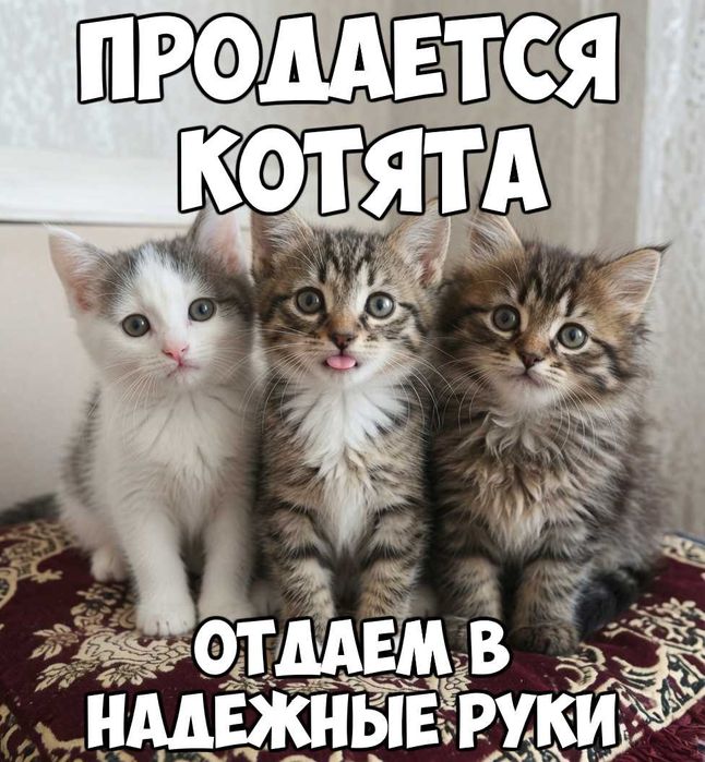 ПРОДАЕМ КОТЯТА (2 месяца) (Отдаем в надежные руки)