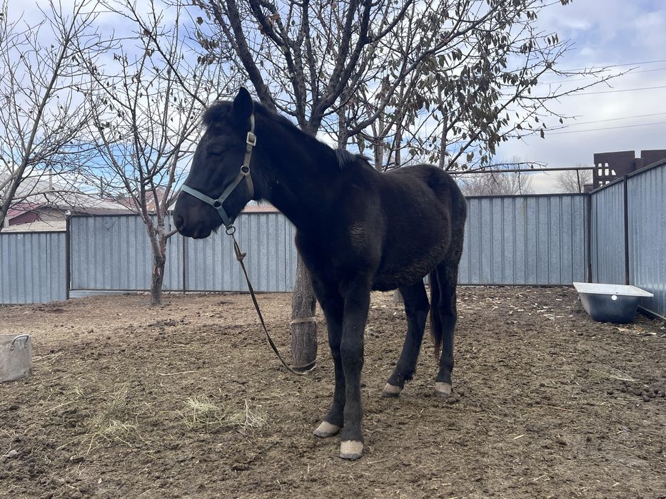 продам жеребчика