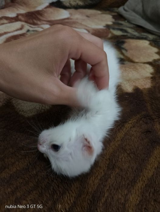 Отдам даром котят