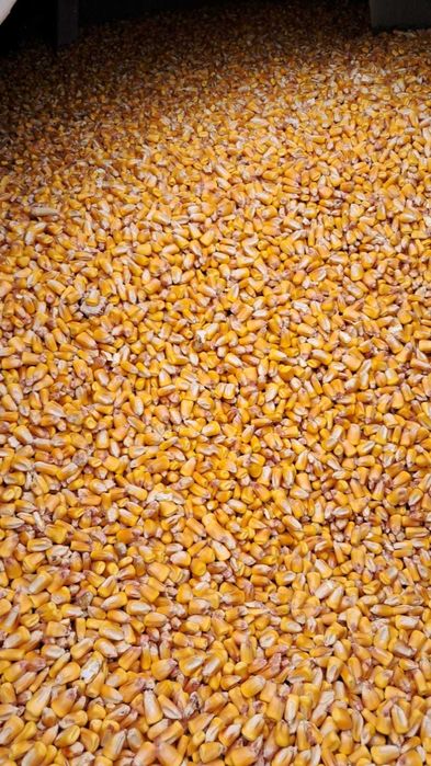 Porumb,orz  si tărâțe de ungaria