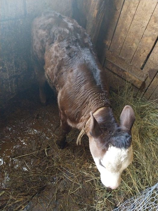 Vând vaca cu vitel  2 luni