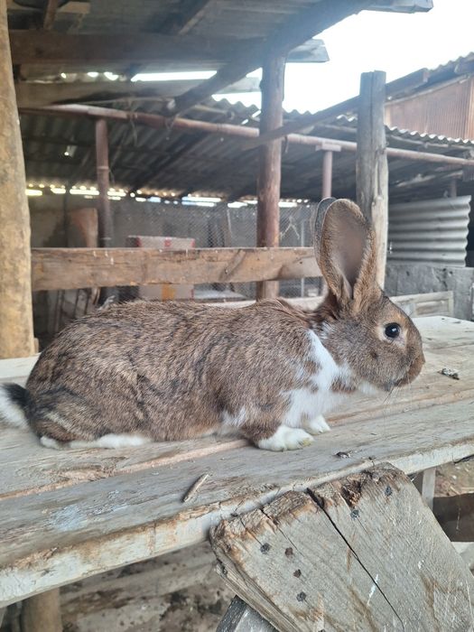 Кролик Самец  Микс