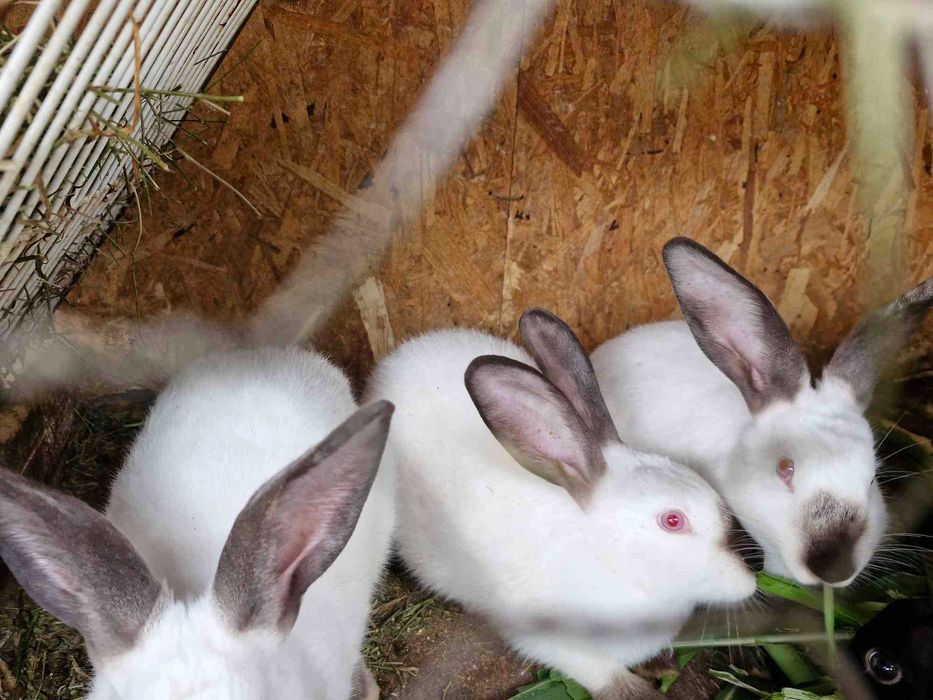 Disponibili Comuna Ighiu -Alba iulia