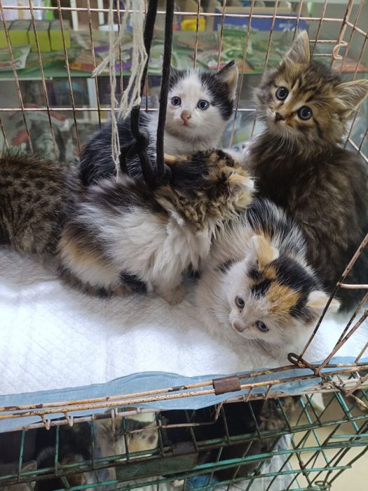 Котята в хорошие руки