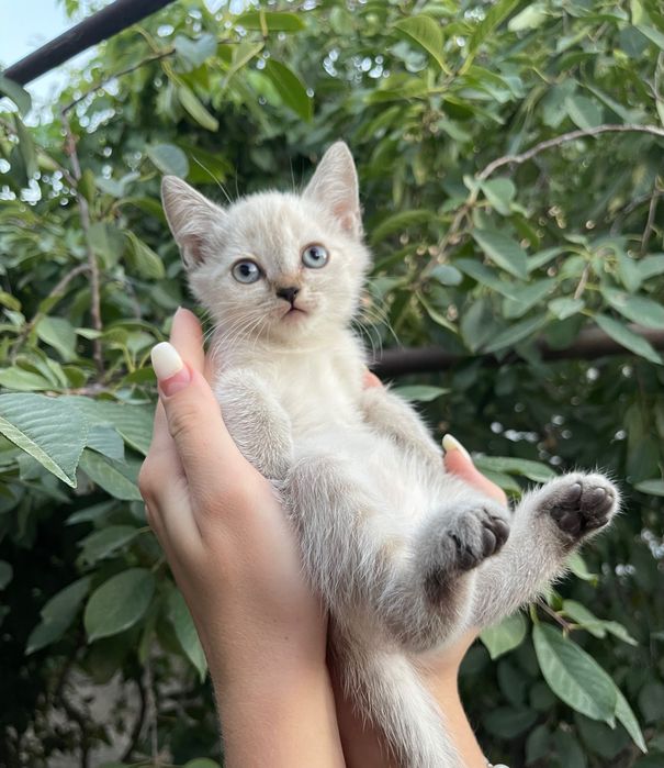 Отдаем котят в добрые руки