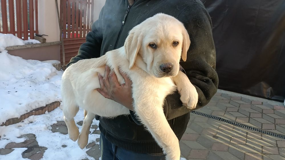 Baietel Labrador Retriever cu Pedigree FCI