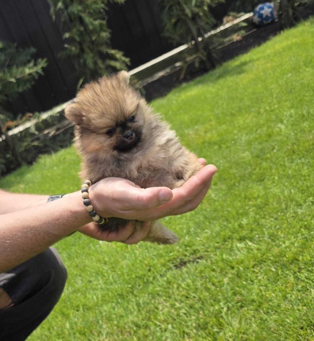 Pomeranian Pui – Părinți Arbitrați în Expoziții