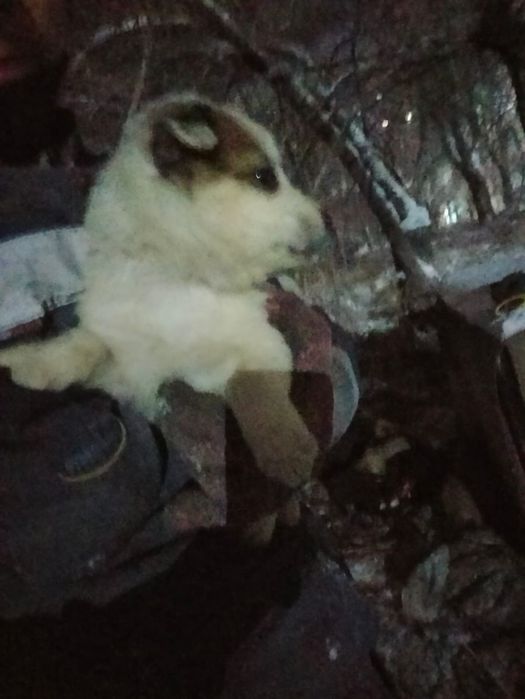 Щенки ищут семью