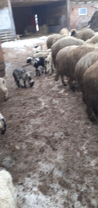 Oi fătate 10-15 bucăți